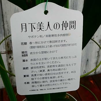 【開花株10年物の大株】月下美人 No.2 開花株10年物の大株】月下美人 No.2